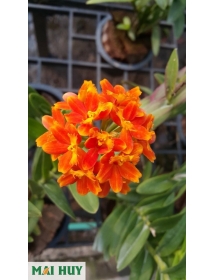 Epidendrum Orange