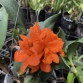 Blc. Young Min 'Orange' A3- đủ Size