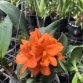 Blc. Young Min 'Orange' A3- đủ Size