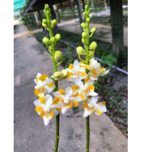 Hồ Điêp Dorital Đài Loan - hoa vàng trắng