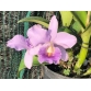 Cattleya Blue Lùn