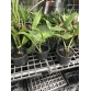 Cattleya Hồng Mỹ Nữ