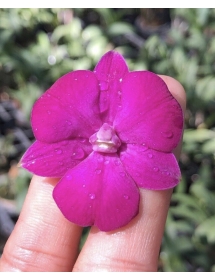Dendro hoa tròn 3 lưỡi màu tím