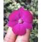 Dendro hoa tròn 3 lưỡi màu tím