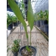 Cattleya đẹp 062 Vũng Tàu - Bán chậu (rẻ hơn thị trường 50%)