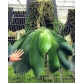Phalaenopsis gigantea x bellina - bán giò 