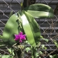 Phal. Violacea var. Sumatra 4N