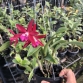 Bc. Jairak Fire Star