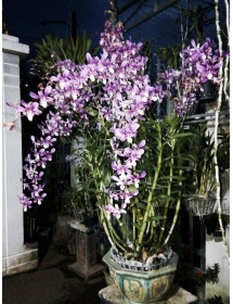 Dendro Đùi gà 