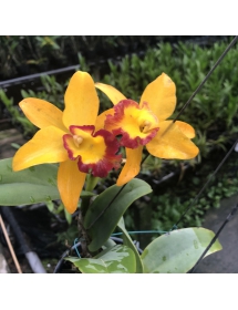 Cattleya vàng lữoi viền đỏ