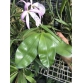 Phal. Violacea var. Sumatra 4N