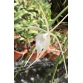 Brassavola Cuculata - hoa mặt khỉ