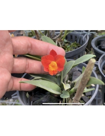 Cattleya Siêu Mini Hoa Đỏ - Bán Theo Lá