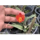 Cattleya Siêu Mini Hoa Đỏ - Bán Theo Lá
