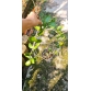 Cẩm cù Hoya Densifolia (ổi vàng)
