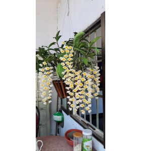 Thủy tiên vuông hoa trắng nhụy vàng (rừng)
