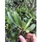Cattleya cây con