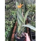 Blc. Young Min 'Orange' A3- đủ Size