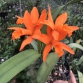 Blc. Young Min 'Orange' A3- đủ Size