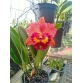 Cattleya 074