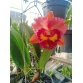 Cattleya 074