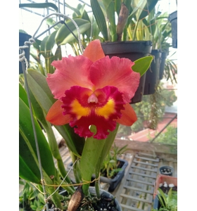 Cattleya 074