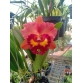 Cattleya 074