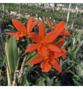 Blc. Young Min 'Orange' A3- đủ Size