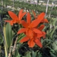 Blc. Young Min 'Orange' A3- đủ Size