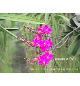 Hồ điệp Phalaenopsis x Doritis Pulcherima ( THÁI LAN )