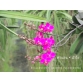 Hồ điệp Phalaenopsis x Doritis Pulcherima