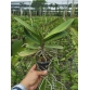Hồ điệp Phalaenopsis x Doritis Pulcherima