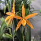 Brassavola x Ency cam (Sunmegold)