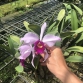 Cattleya Nam Mỹ hồng - BÁN THEO HƯỚNG