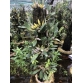 Dendrobium Lindleyi “Vẩy rồng” - BÁN THEO CỤM