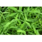 Thuốc trừ cỏ , rong rêu,  ANSARON 80WP không độc hại , an toàn cho cây 