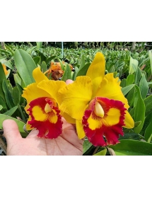 CATTLEYA RED GOLDEN QUEEN