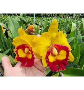 CATTLEYA RED GOLDEN QUEEN