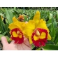 CATTLEYA RED GOLDEN QUEEN