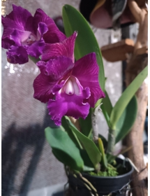 RLC. CHIA LIN " NEW CITY " X RL . DIGBYANA  ( CAT TÍM SỌC GÂN ĐÀI LOAN )