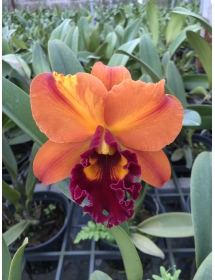 CATTLEYA COMING THAT TAIWAN 