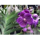 Vanda hoa to khủng đủ màu