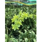  Dendro Burana chớp đột biến lá và hoa (màu xanh)