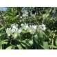 Dendrobium White 5N_cây LỚN