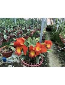 CATTLEYA CAM LƯỠI VÀNG 