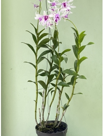Cesa alba xưa