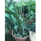 Cattleya đủ màu hoa TO_có NỤ