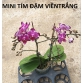 Hồ điệp hoa MINI - TRUNG - CÓ HOA