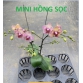 Hồ điệp hoa MINI - TRUNG - CÓ HOA