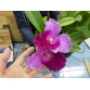 Cattleya hồng nương tử